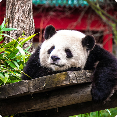 中国
